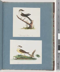 Page 121. Unidentified Bird. 122. Unidentified Bird
