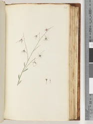 Unidentified plant
