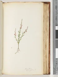 Page 122. Possibly Baeckea Densifolia