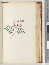 Unidentified plant