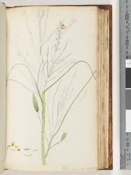 Page 126. Unfinished Drawing of Viminaria Denudata