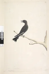 Page 12. Ocypterus. above title in different hand April, natural size Dusky Wood, Swallow Artamus cyanopterus