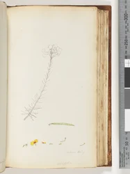 Germen hairy / Ericifolia unfinished drawing