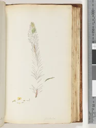 Page 133. Floribunda unfinished drawing