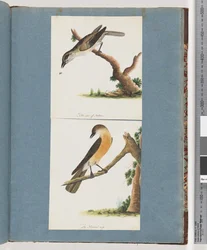 Page 133. Unidentified Bird. 134. Unidentified Bird