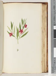 Page 136. Unidentified Plant