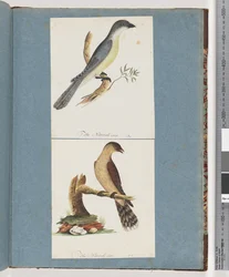 Page 138. Unidentified Bird. 139. Unidentified Bird