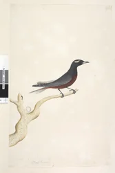 Page 13. Ocypterus. December. Natural size White, Browed Wood Swallow Artamus superciliosus, male