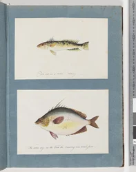 Unidentified Fish