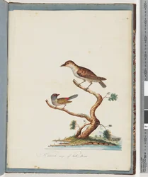 Page 140. Unidentified Bird, Red-browed Finch