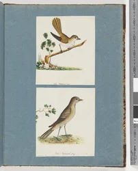 Page 142. Unidentified Bird. 143. Unidentified Bird