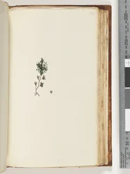 Page 143. Unidentified Plant