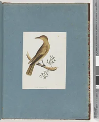 Page 144. Unidentified Bird