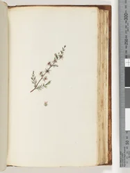 Page 144. Unidentified plant