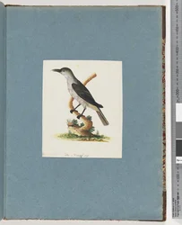 Page 146. Unidentified Bird. Honeyeater