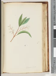 Page 150. Elaeocarpus