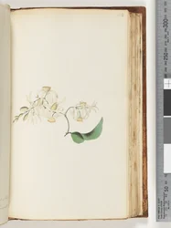 Page 152. A creeper or woodbine which intertwines with trees