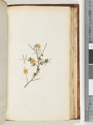 Page 155. Unidentified Plant