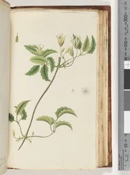 Page 157. Unidentified plant