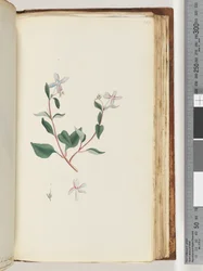 Unidentified plant