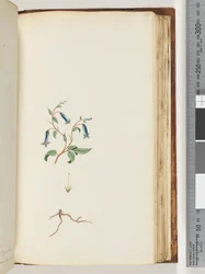 Unidentified plant