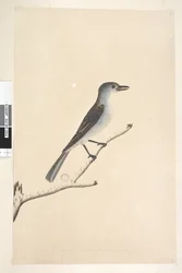 Grey Shrike Thrush, 1791-92