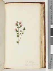 Decandria Monogynia. Kalmoides of Banks