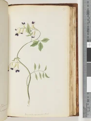 Page 171. Bignonia Australis H.K