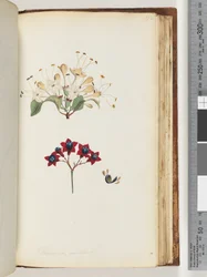 Page 172. Volkameria scandens / The Cumberland Tree