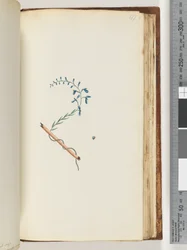 Page 177. Unidentified plant