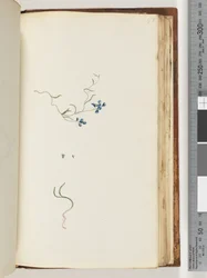 Page 178. Unidentified plant