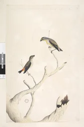 Spotted Pardalote and Eastern Striated Pardalote