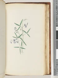 Unidentified Plant