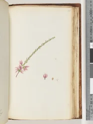Page 188. Unidentified plant