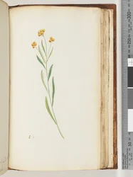 Unidentified Plant