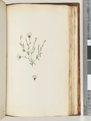 Page 196. Unidentified plant