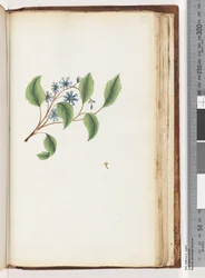Unidentified Plant