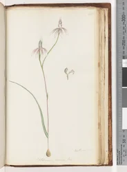 Page 208. Arethusa certe? Caladenia carnea / Pink Fingers Orchid