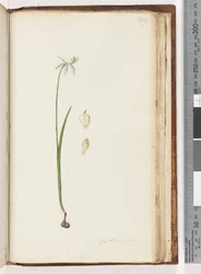 Page 209. Arethusa certe?