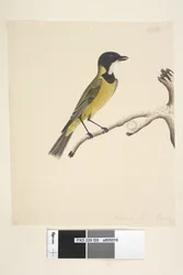 Golden Whistler