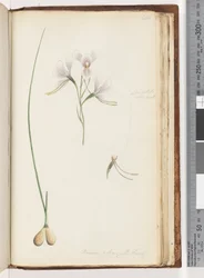 Diuris Elongata Saracty? (Purple Donkey Orchid)