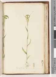 Page 215. Pterostylis op / viridis