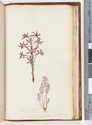 Page 217. Dipodium Brown / Dendrobium punctatum. Exot. Bot. t. 12. Hyacinth Orchid