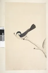 Restless Flycatcher, 1791-92
