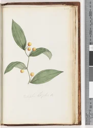 Page 228. Eustrephus latifolius / Wombat Berry