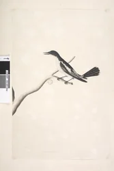 White-winged Triller, male, 1791-92
