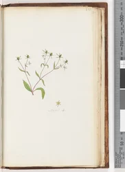 Page 231. Madia sp
