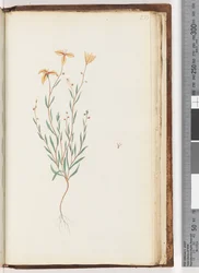 Unidentified Plant
