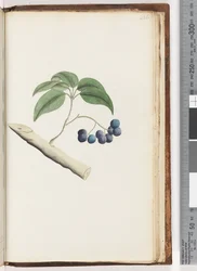 Unidentified Plant