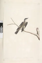 Brown Tree Creeper, 1791-92